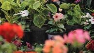  صنعت گل و گیاه جایگزین مناسب برای درآمدهای نفتی