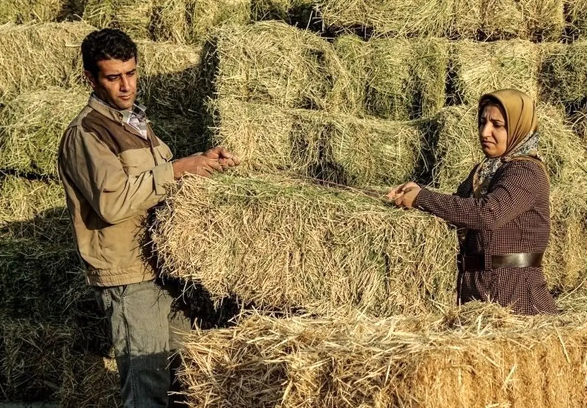 دلایل گرانی گوشت چیست؟