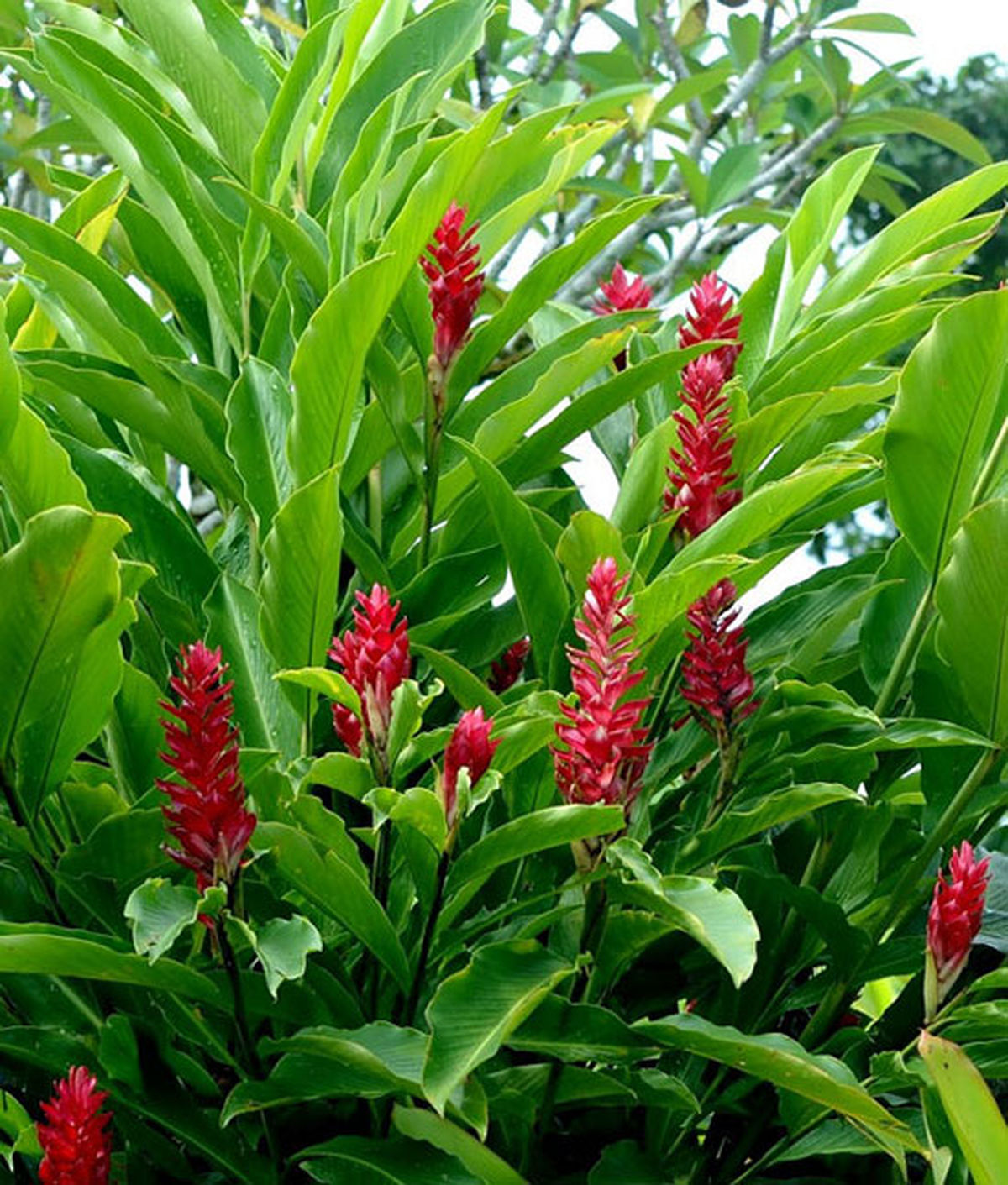 عکس های باورنکردنی از گل های زیبای گیاه زنجبیل
