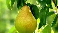 گلابی شاهی می‎کند
