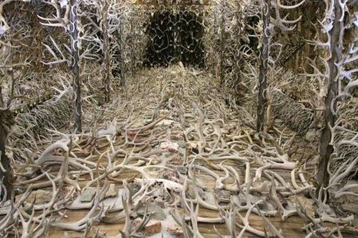مرد آمریکایی عجیب با 16000شاخ گوزن در خانه اش (+عکس)