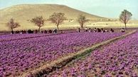 فصل جدیدی در انتظار طلای سرخ ایران است