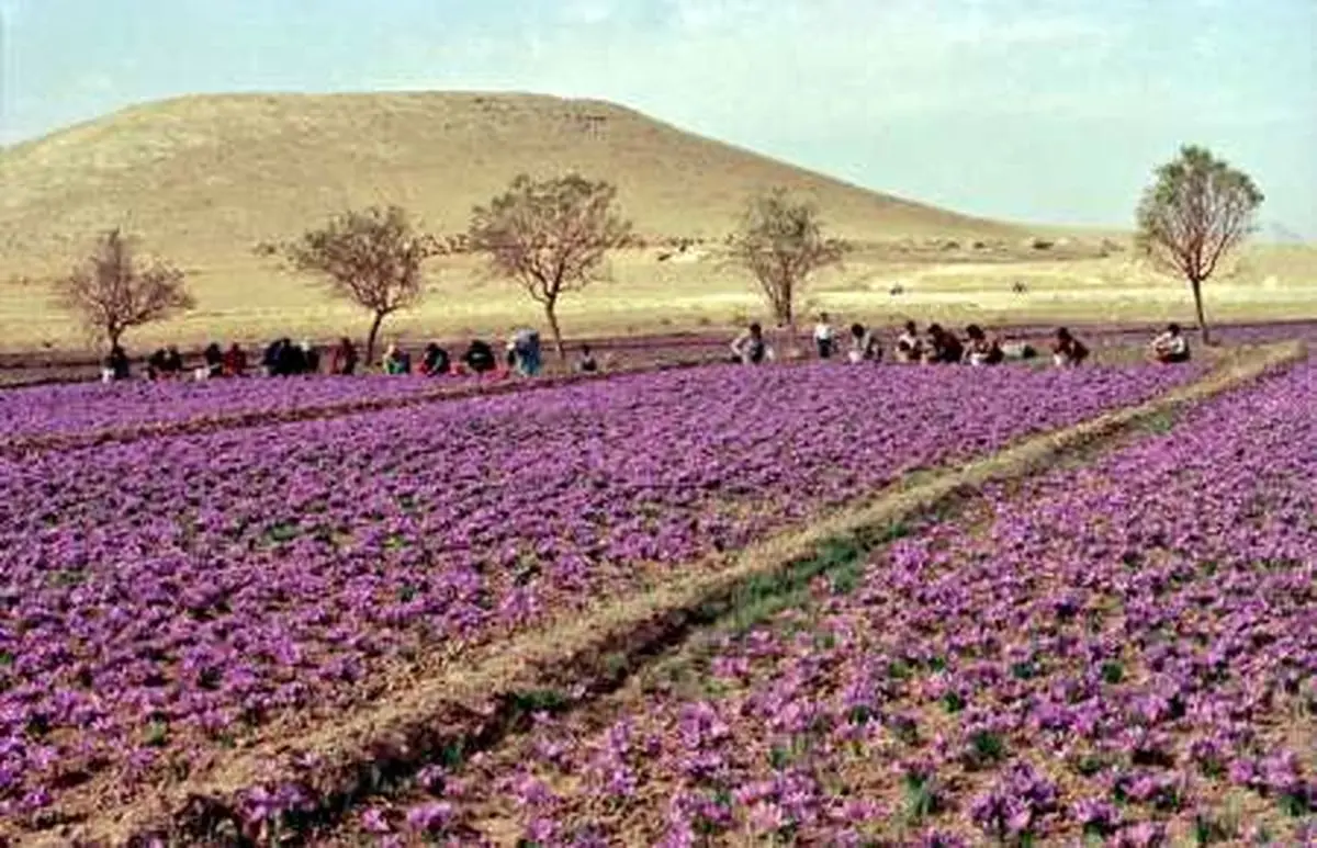 فصل جدیدی در انتظار طلای سرخ ایران است