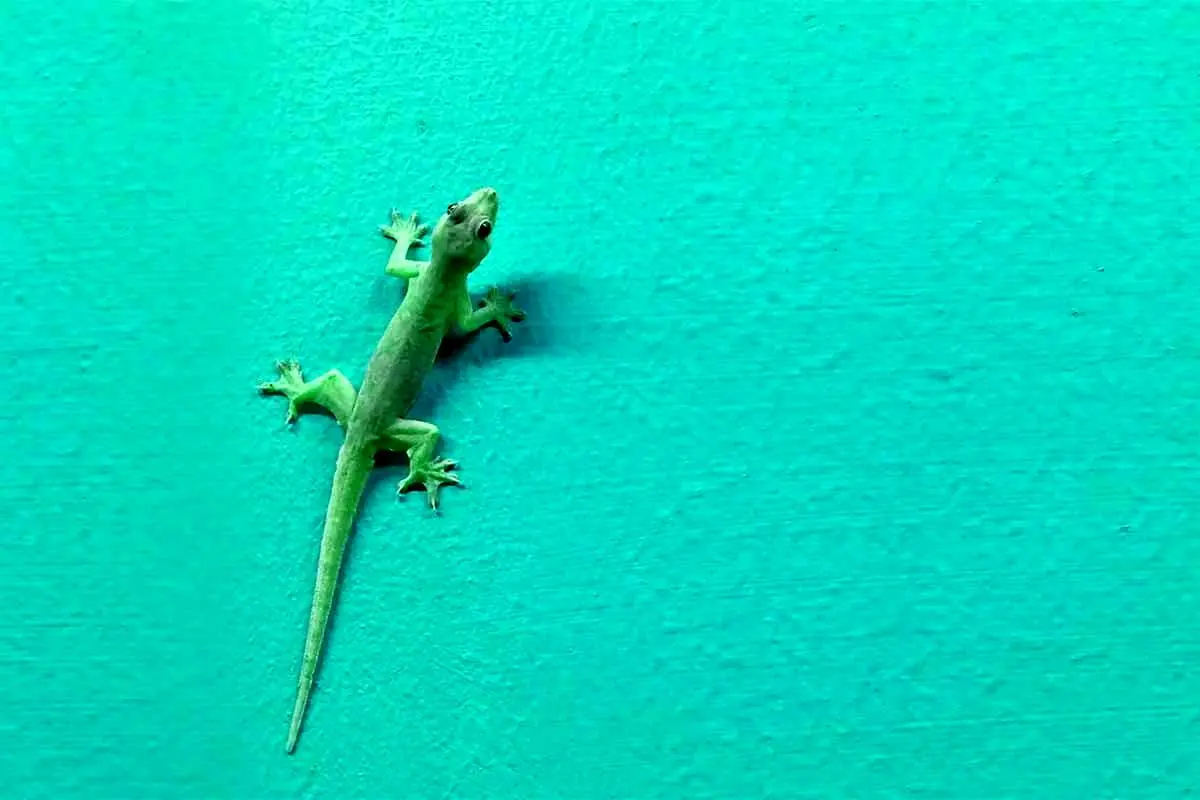 تاثیرات حضور مارمولک ها در اکوسیستم