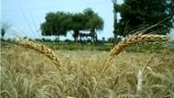 سوتی رسانه ملی در نرخ گندم