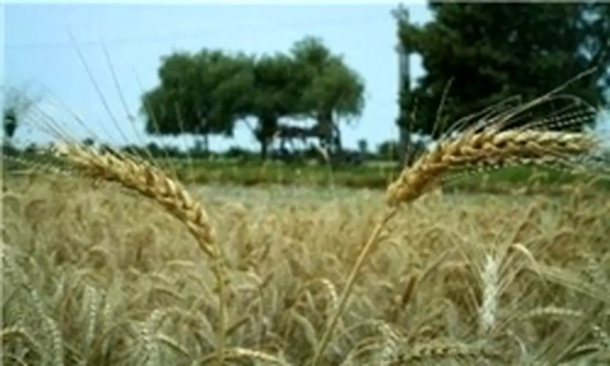 سوتی رسانه ملی در نرخ گندم