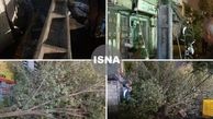 شکسته شدن تیر چراغ برق و درختان در تهران+عکس