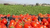  گوجه فرنگی لاکچری شد