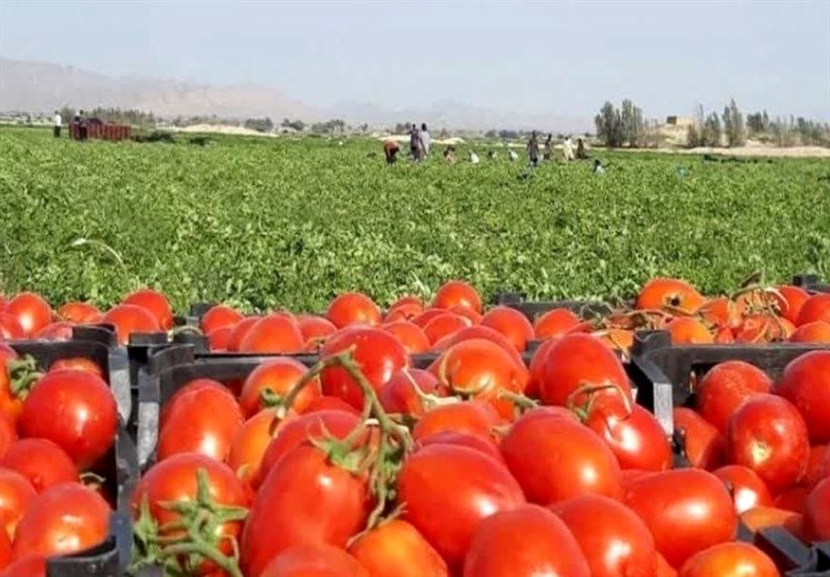  گوجه فرنگی لاکچری شد