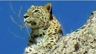 تعداد پلنگ‌های جاده چالوس بیشتر شده؟