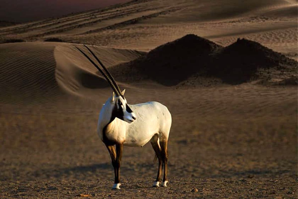 گشت‌ و گذاری کوتاه در اولین پارک ملی دبی
