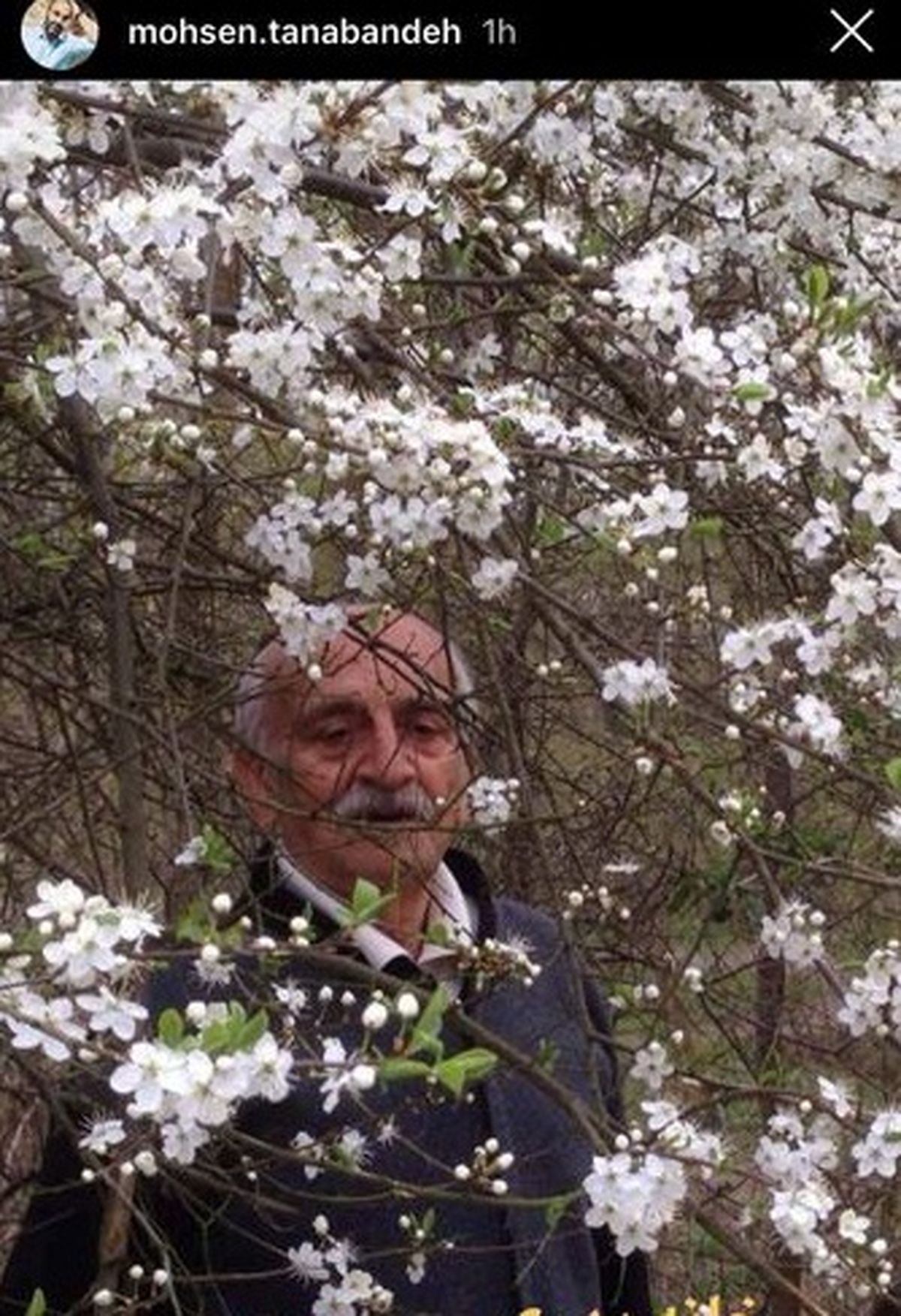 عکس شکوفه باران پدر محسن تنابنده