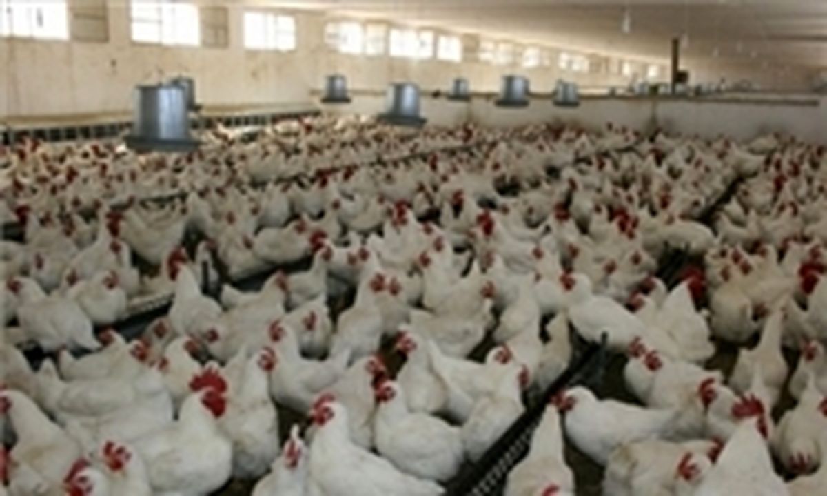 مرغ درب مرغداری ۶۰۰ تومان زیر قیمت