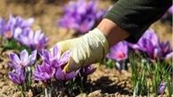 امکان پیش‌بینی قیمت زعفران در بازار وجود ندارد