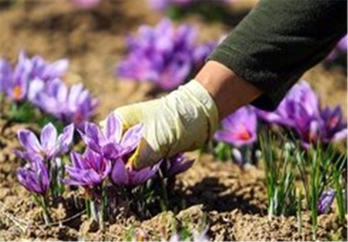 خروج "پیاز زعفران" از کشور ممنوع شد
