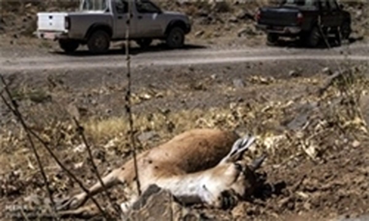 پارک ملی «لار» نروید، طاعون می‌گیرید 