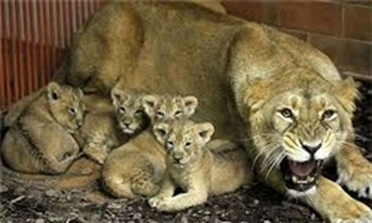 ملکه در تهران ۴ قلو زایید