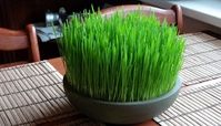 بهترین زمان کاشت سبزه عید که تا 13 به در سبز بمونه