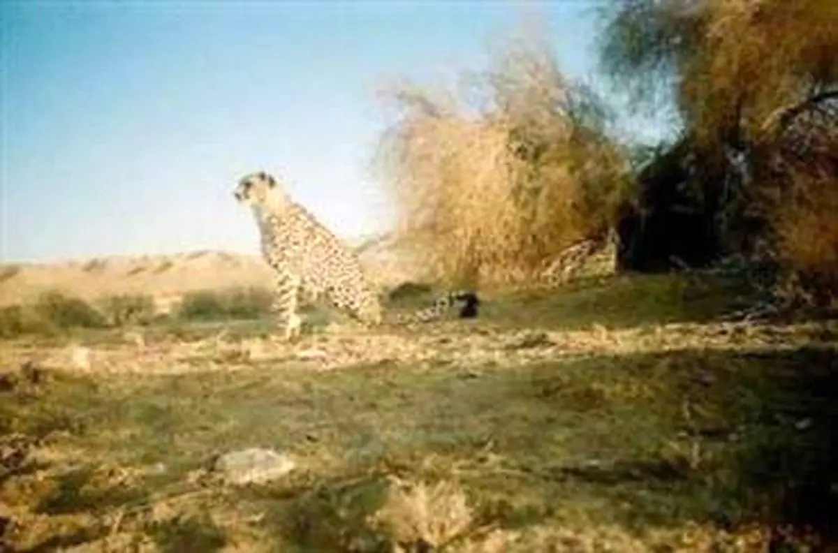 آغاز اکتشاف نفت در پارک ملی کویر