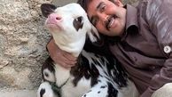 پوریا پورسرخ با گوساله ای ناز و بامزه + عکس