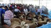 عرضه دام زنده بالای 20 هزار تومان گران فروشی است