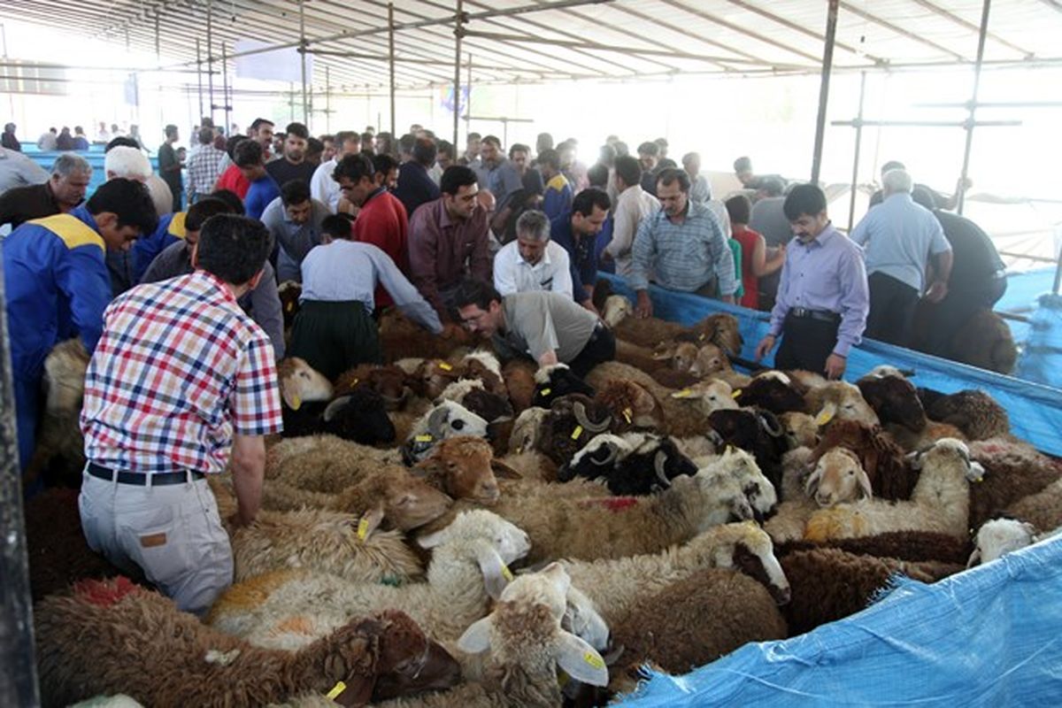 عرضه دام زنده بالای 20 هزار تومان گران فروشی است