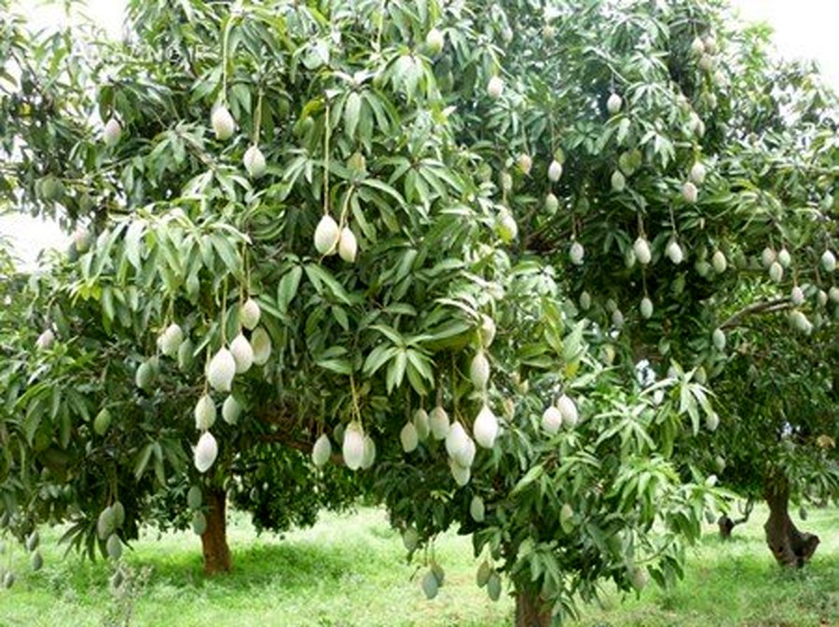  برداشت انبه نارس 10 درصد بیشتر از سال گذشته