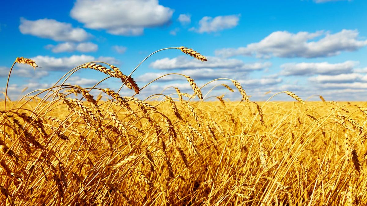هزار جریبی:رشد قیمت خرید تضمینی گندم متناسب بانرخ تورم است