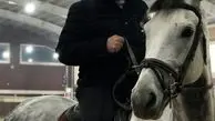 اسب سواری وحید شیخ زاده + عکس