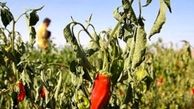 یک تکنیک موثر برای تسکین سوزش زبان 