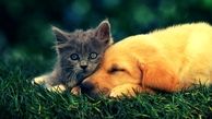 هشدار نظام دامپزشکی برای شیوع بیماری سالک در تهران