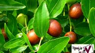 آشنایی با خواص و مضرات عناب