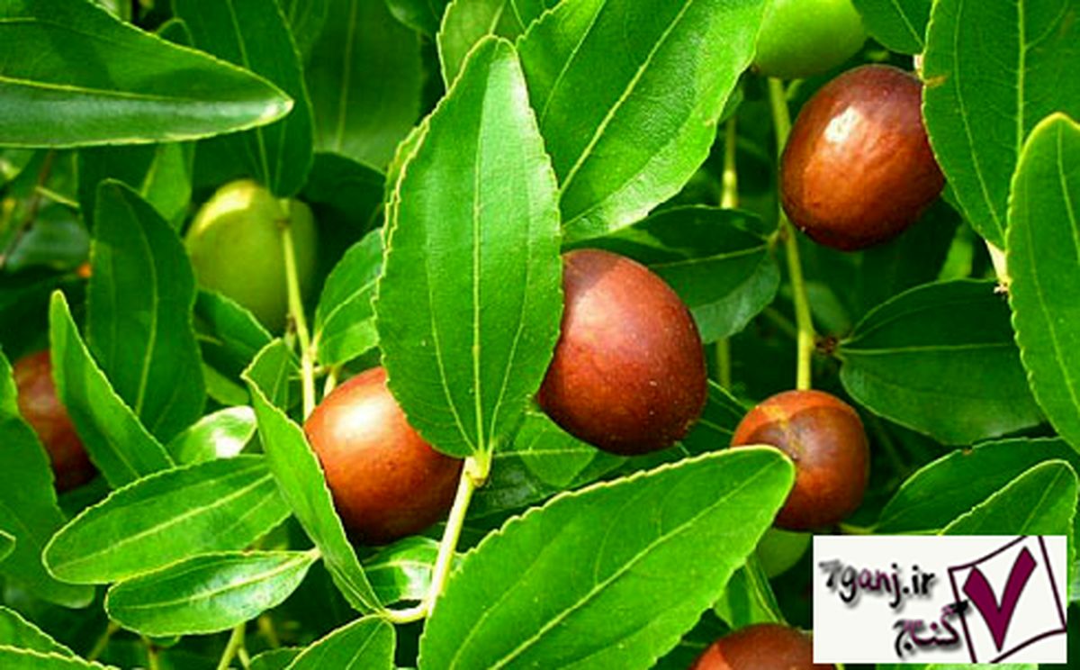 آشنایی با خواص و مضرات عناب