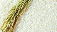  برنج‌ مازاد کشاورزان مازندرانی خریداری می‌شود