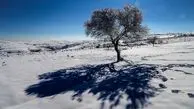 طبیعت سپیدپوش خراسان + تصاویر