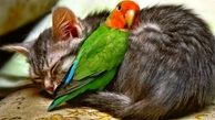 بازی خنده‌دار گربه‌ها با مرغ عشق / فیلم