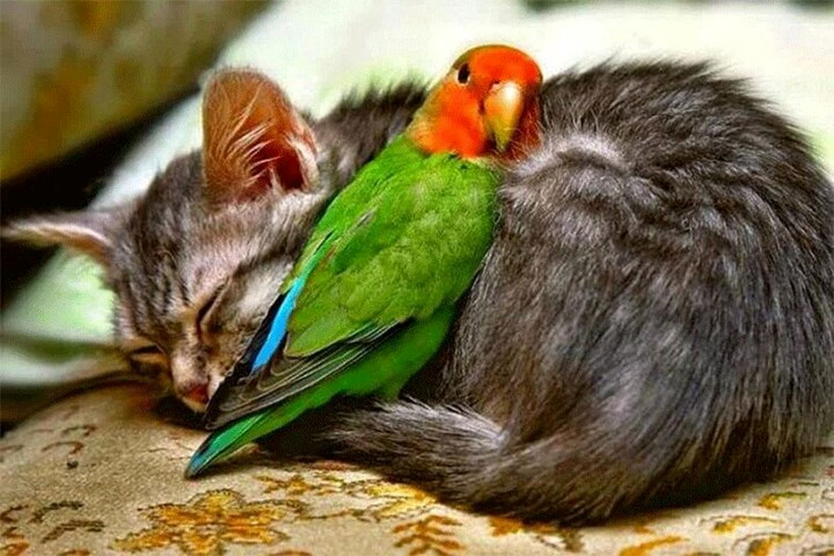 بازی خنده‌دار گربه‌ها با مرغ عشق / فیلم