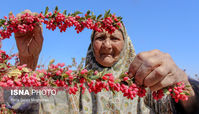 تصویر بامزه پیرزن در مزرعه زرشک