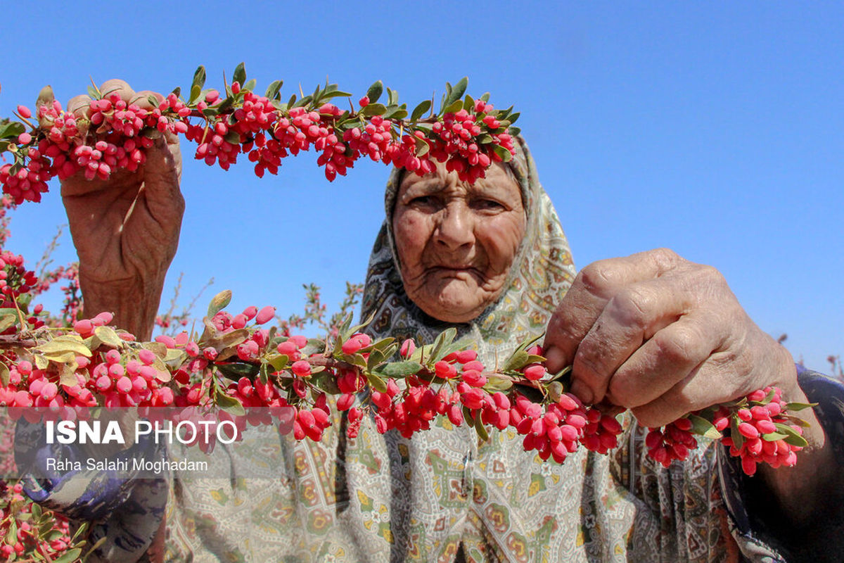 تصویر بامزه پیرزن در مزرعه زرشک