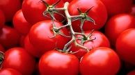 صادرات گوجه فرنگی گلخانه بهانه ای برای دور زدن قانون