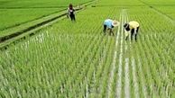 معمای حل نشده واردات برنج
