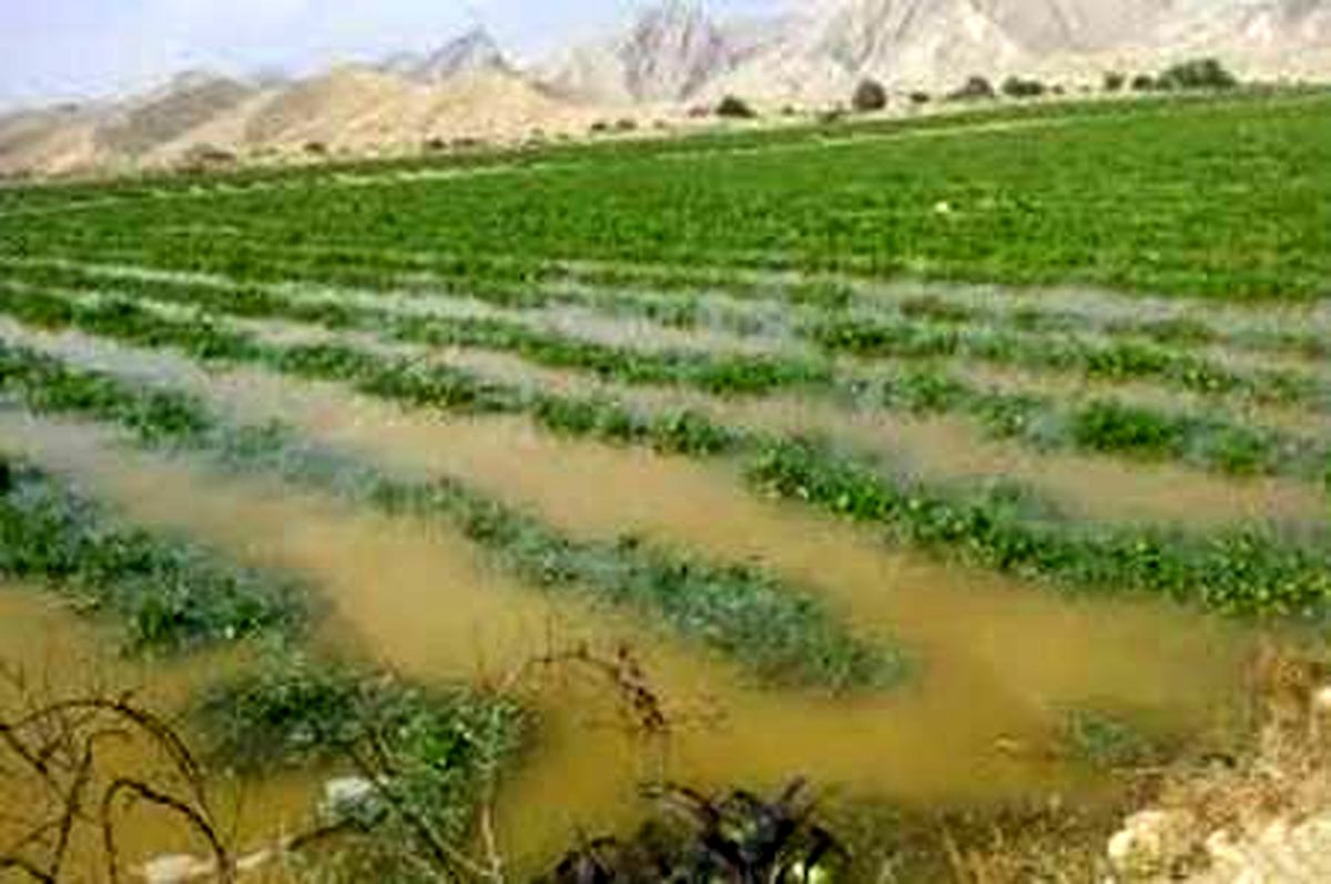 صندوق‌های بیمه کشاورزی برای حل مشکلات کشاورزان کمک کنند