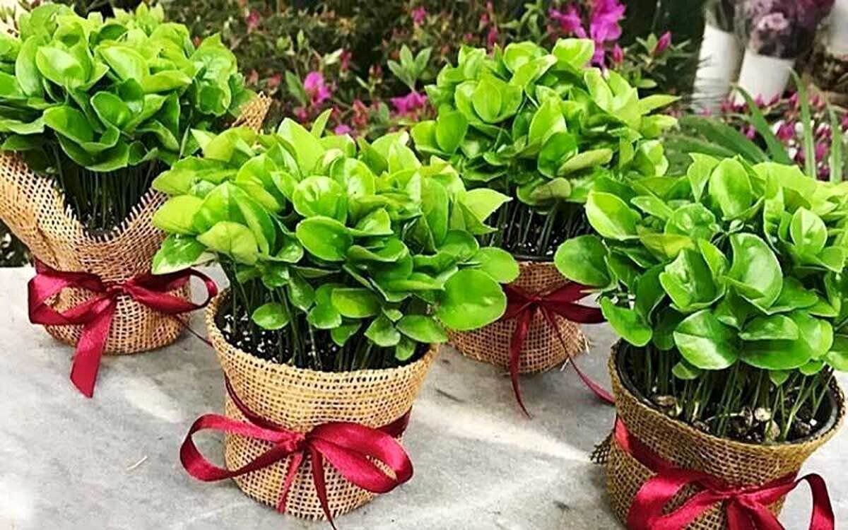 کاشت سبزه هسته نارنج بهترین گزینه برای سبزه هفت سین