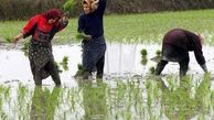 ايجاد محدوديت كشت برنج در برخي استانها/ ممنوع کردن کشت برخی محصولات در انتظار تصویب دولت