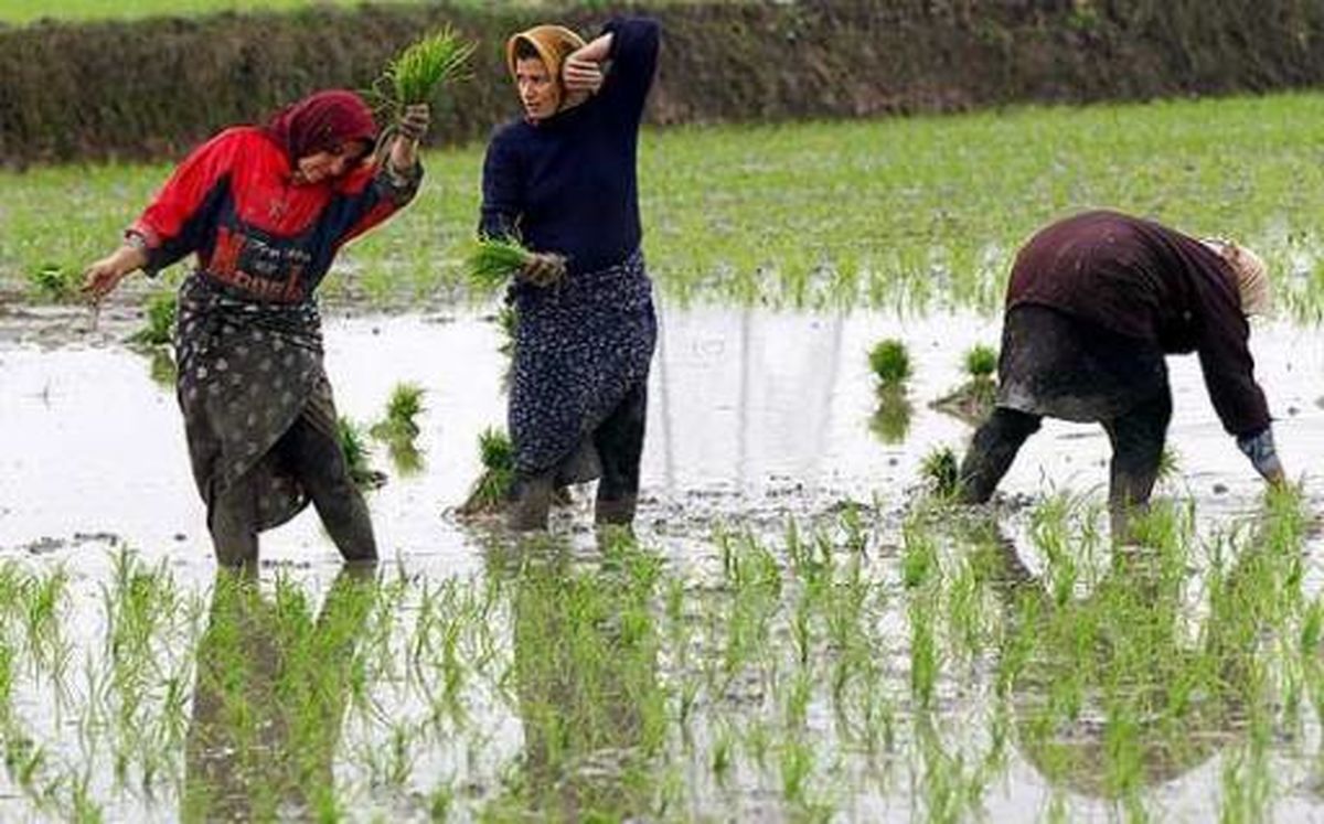 ايجاد محدوديت كشت برنج در برخي استانها/ ممنوع کردن کشت برخی محصولات در انتظار تصویب دولت