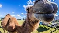شترآزاری در سیرک، ۷ مجروح به جا گذاشت
