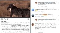 لاف یوزپلنگی آقای شکارچی و گاف سازمان محیط زیست