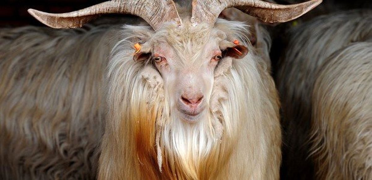 موی حیوانات ایرانی در کدام کشوره خریدار دارد؟