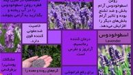  تأثیر گیاه اسطوخودوس بر بی‌خوابی و اضطراب 