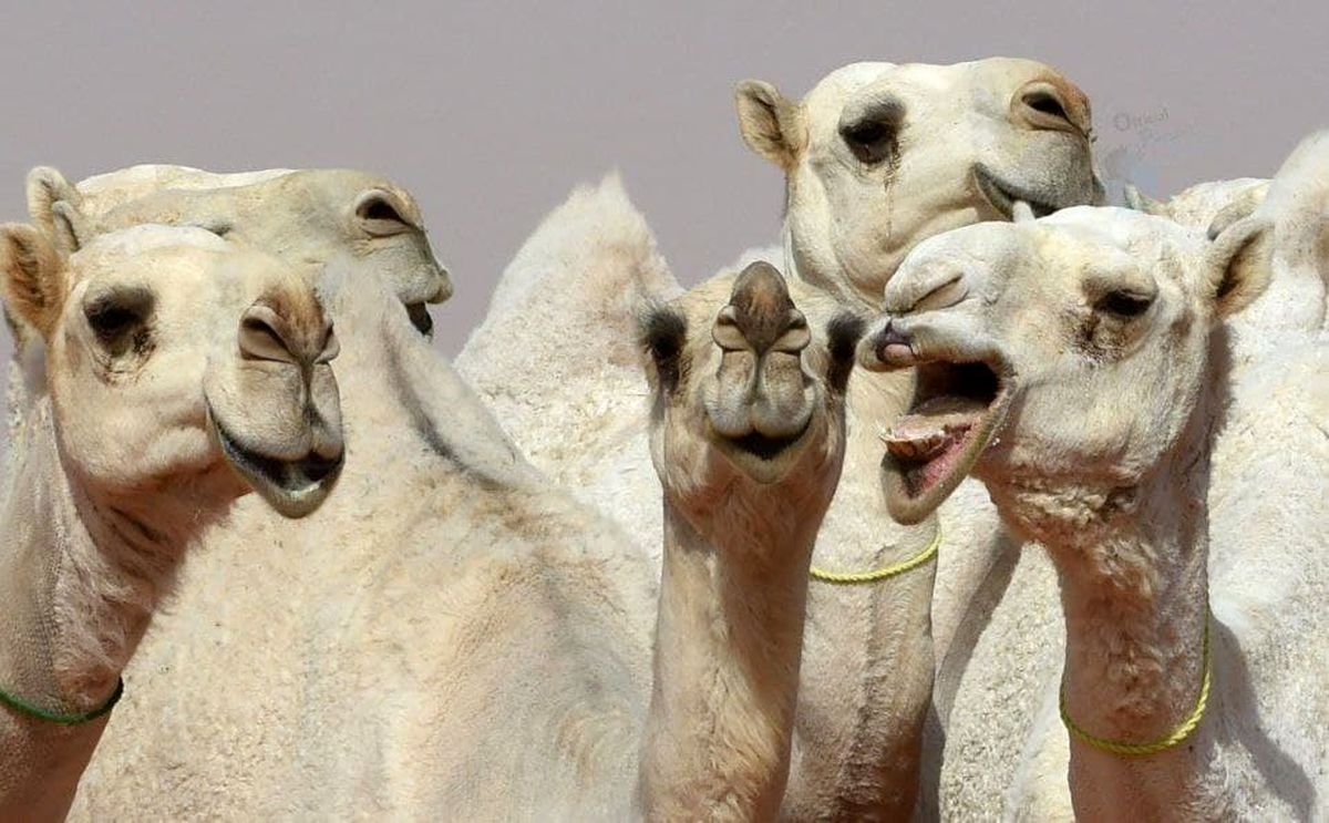 شترهای لب بوتاکسی عربستان برگشت خوردند+عکس